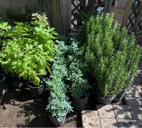 Rosemary ,Ruda,And Basil 🌿 Plans $12 Each