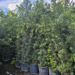 Podocarpus About 7 Feet Tall Instant Privacy Hedge For Fence 