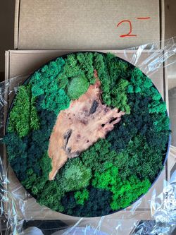 Cedar Wood And Preserved Moss Wall Decor 16x16