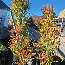 Plants