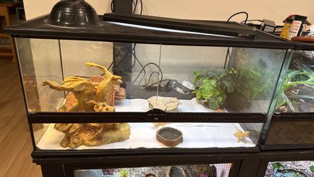 Reptile Accessories