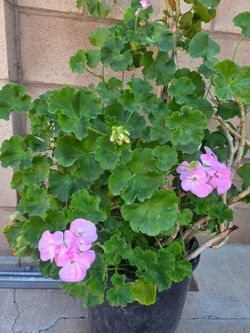 Malva/jeranio Plant