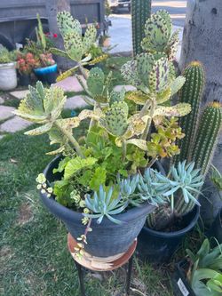 Succulent plants