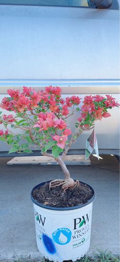 Bambino Burnt 🔥 Orange Bougainvillea Bonsai