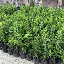 Ficus for Privacy Hedges