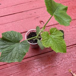 Ash Gourd/Winter Melon/Wax Gourd/White Pumpkin Seedling