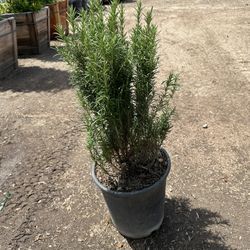 Tuscan Blue Rosemary