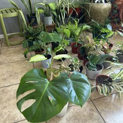 Plants For Sale 10 Each 