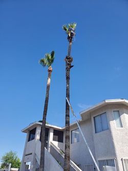 Palm trim