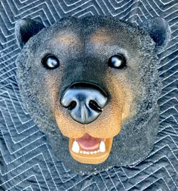 Resin bear trophy head mount
