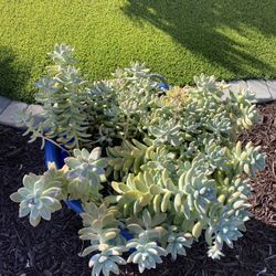 Pot Of Succulent l