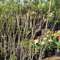 Arboles De Moringa 