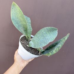 6” sansiveria whale fin 