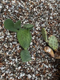 Cacti Trimmings