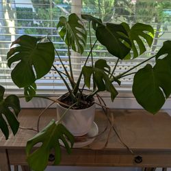 Healthy Monstera Plant With Pot