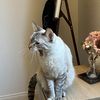 Kat 