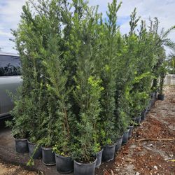 podocarpus  over 6 feet tall Instant Privacy Hedge For Fence Green Full Ready for planting