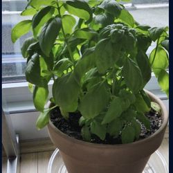 Big Bushy Healthy Basil Plant 🪴 