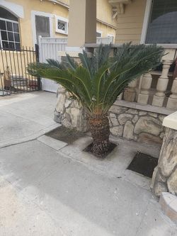 Sago Palm Tree