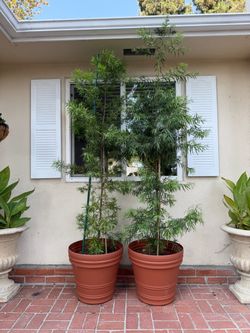 Potted Podocarpus Trees