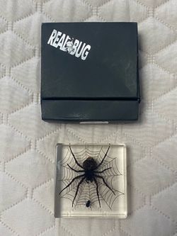 Real Orb-Weaver Spider in Resin