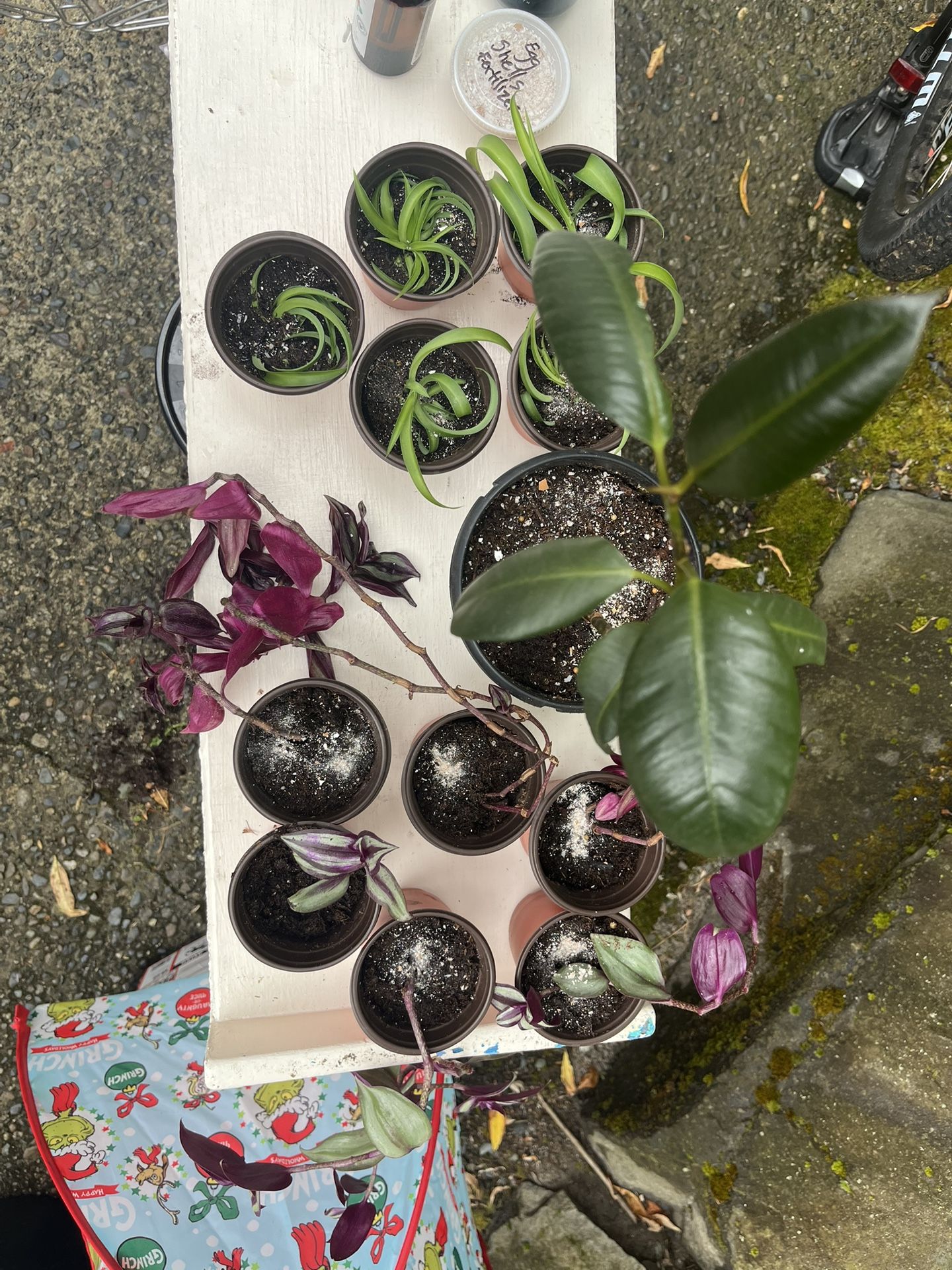 Plant Sale (pickup in ballard)