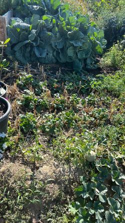 Strawberry plants