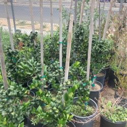 Plants