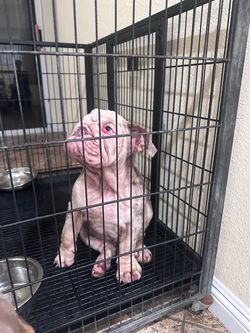 Selling cage
