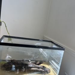 10 Gallon Fish Tank