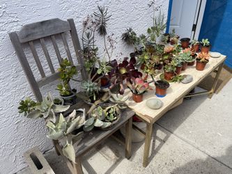 ‼️🌵🪻Moving-out PLANTS SALE‼️🌱🪴
