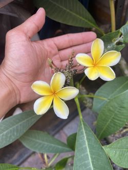 Hawaiian plumeria Lots For Sale All Rooted Yellow & White Flowers