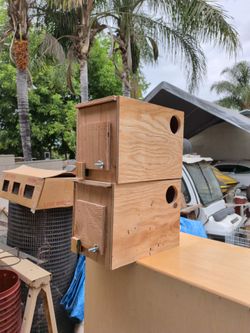 Rosellas pair come check you farm equipment and stuff