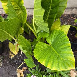 Elephant Ears Plant