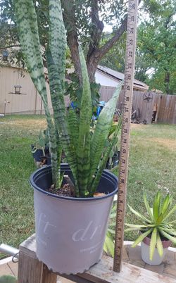 Snake Plant