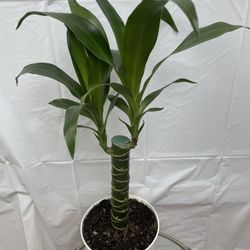 HERMOSAS PLANTAS NATURALES “DRACAENA  PLANT 