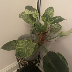 8" philodendron birkin plant 