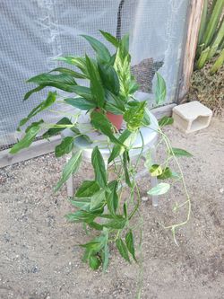 Variegated cebu Pothos 6" Nursery Pot