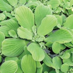 Water Lettuce, Free Floating Plant Bundle of 5 