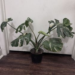 Monstera Thai Constellation 
