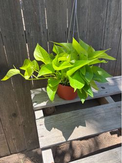 Neon Pothos