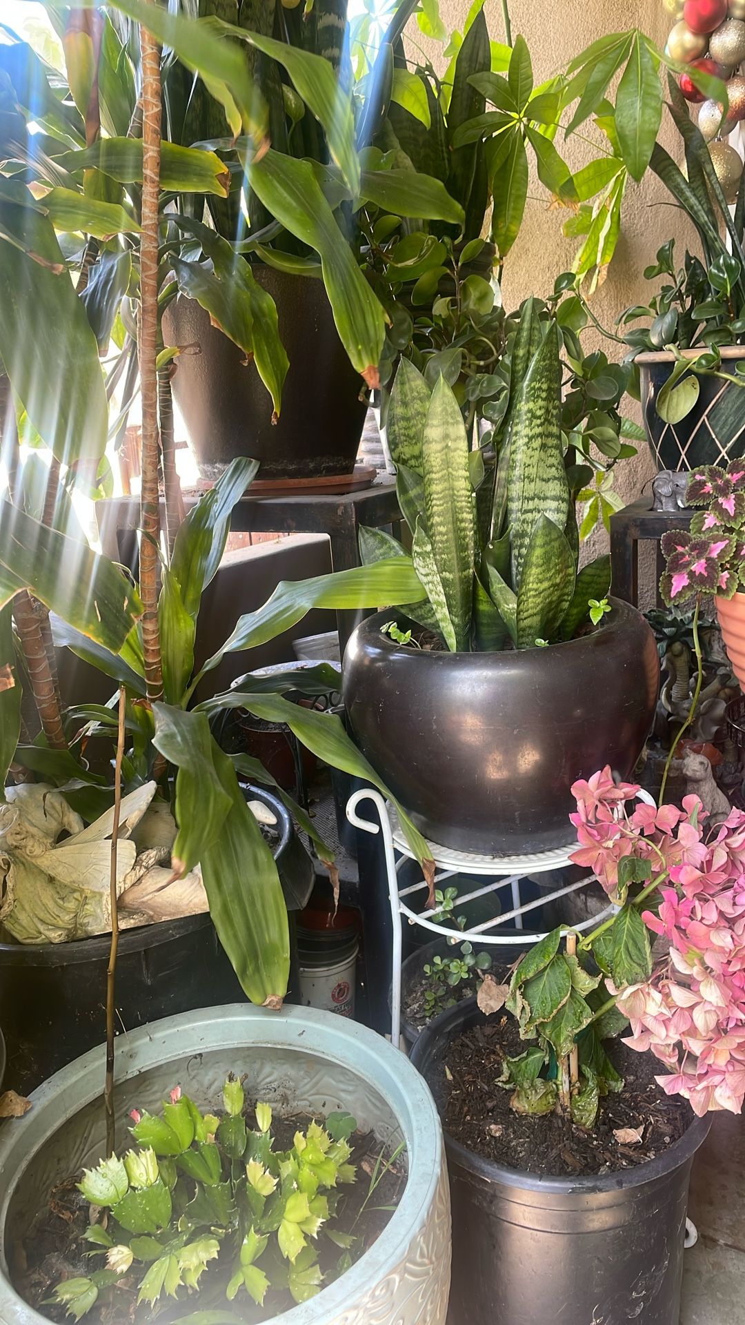 Planta