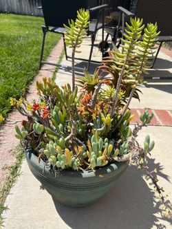 Large Pot with Succulents 