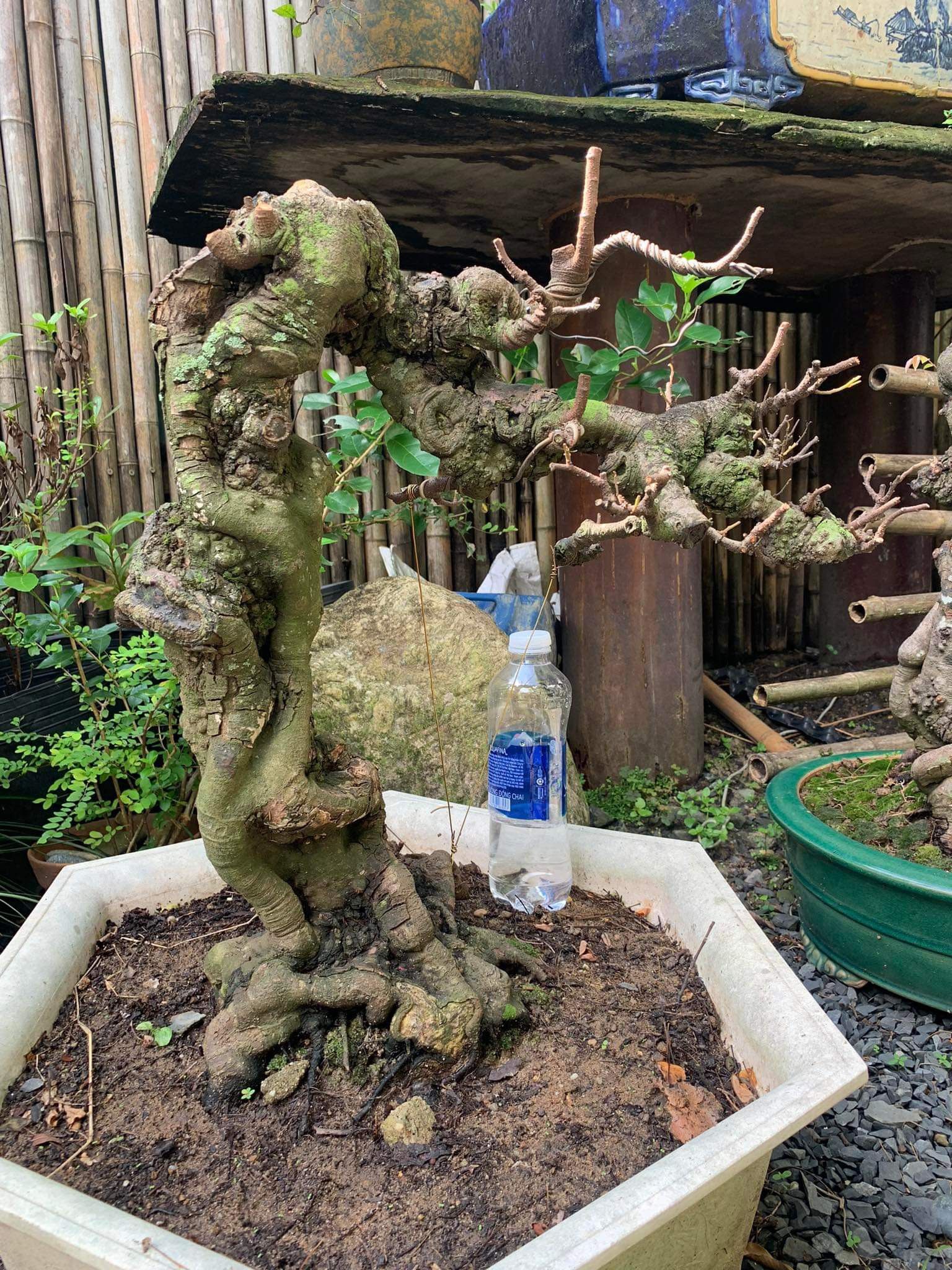 Bonsai Star fruit trees