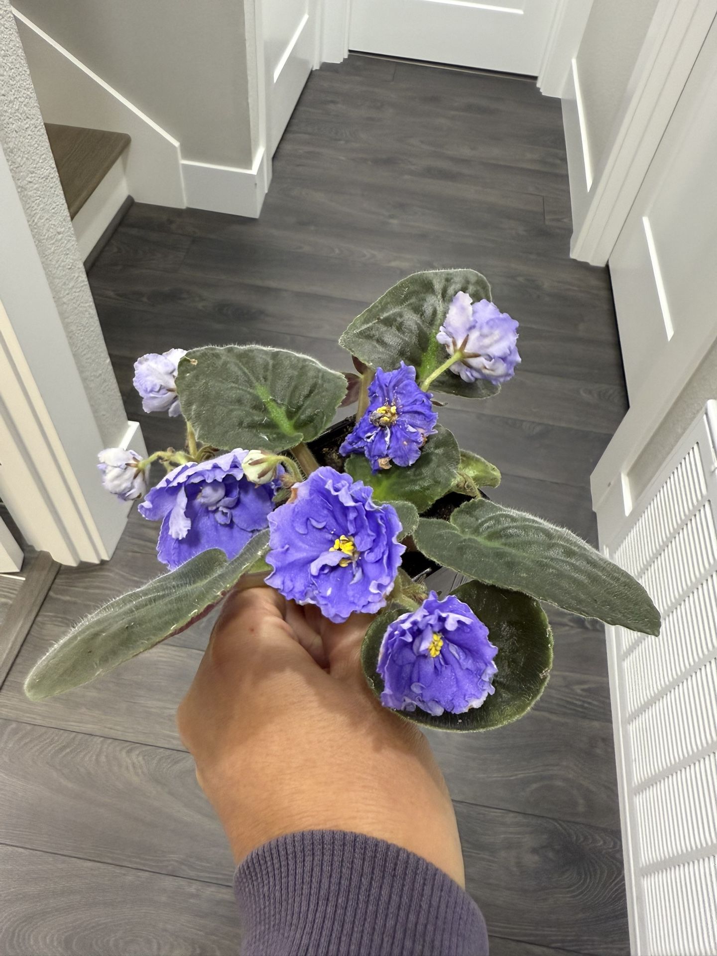 African Violet Plant Blooming Indoor Pretty Light Blue Purple Color