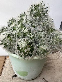 Cactus bolas de nieve