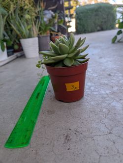 Echeveria Succulent 3