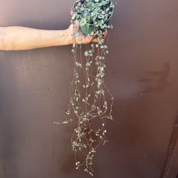 6” String Of Hearts 