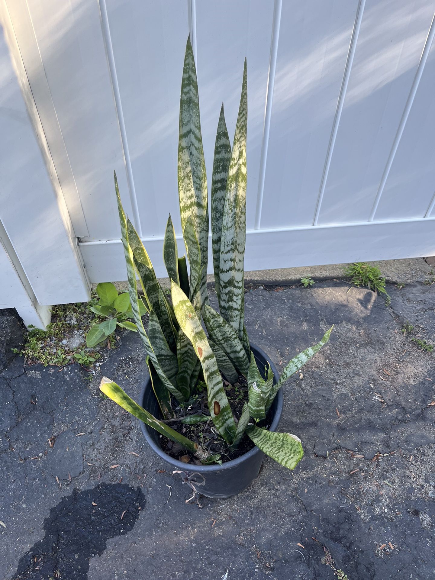 Snake Plant And Pot 