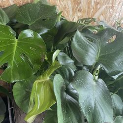 Monstera Deliciosa Plant